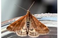 Pyrausta despicata