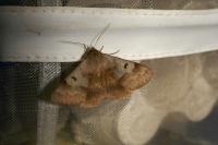 Minucia lunaris