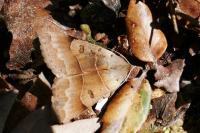 Minucia lunaris