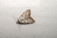 Nola confusalis