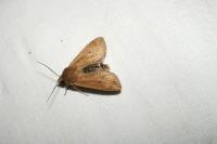 Mythimna unipuncta