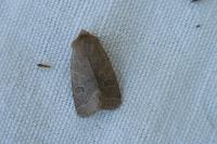Orthosia cerasi