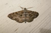 Peribatodes rhomboidaria rhomboidaria