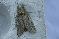 Peridea anceps