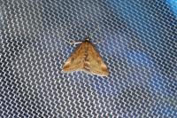 Pyrausta despicata
