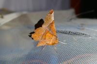 Selenia lunularia