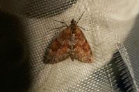 Thera obeliscata
