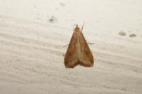 Udea ferrugalis