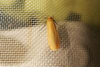 Wittia sororcula