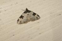 Xanthorhoe fluctuata