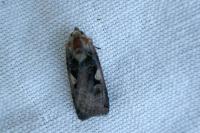 Xestia c-nigrum