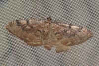 Rheumaptera cervinalis cervinalis