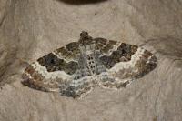 Epirrhoe alternata