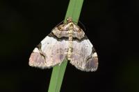 Anticlea derivata