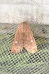 Eupsilia transversa