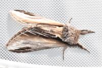Pheosia tremula