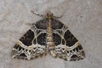 Ecliptopera silaceata
