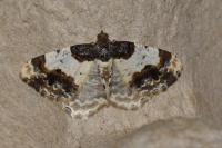 Ligdia adustata