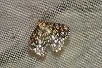 Chiasmia clathrata