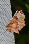 Selenia lunularia