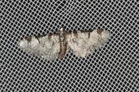 Eupithecia insigniata