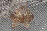 Stauropus fagi