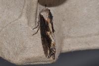 Egira conspicillaris