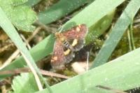 Pyrausta aurata