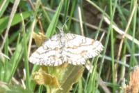 Ematurga atomaria