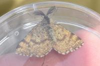 Ematurga atomaria