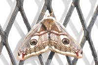 Saturnia pavonia