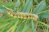 Lasiocampa trifolii trifolii