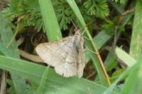 Isturgia murinaria
