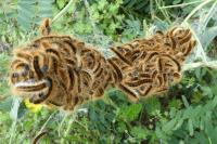 Malacosoma franconicum