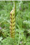 Cucullia calendulae