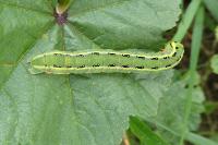Xylena exsoleta