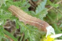 Aporophyla nigra