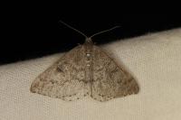 Aleucis distinctata