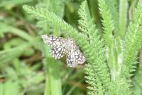 Chiasmia clathrata