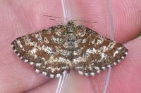 Ematurga atomaria