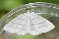 Cabera pusaria
