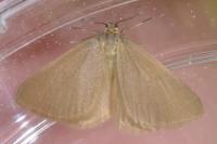 Minoa murinata