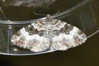 Epirrhoe alternata