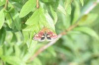 Pyrausta aurata