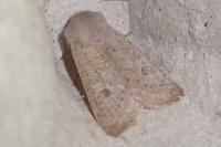 Orthosia gracilis