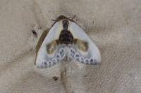 Cilix glaucata