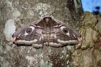 Saturnia pavonia
