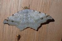 Macaria alternata