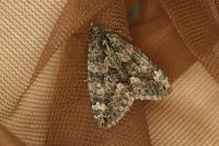 Chloroclysta siterata