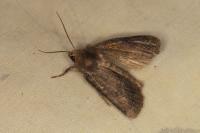 Conistra vaccinii/ligula